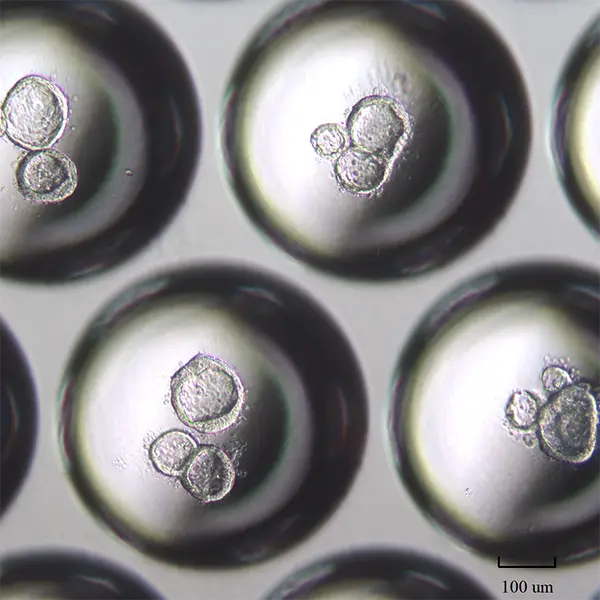 Porcine respiratory organoids in high-throughput Eplasia plates